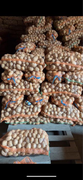 Vand cartofi de consum si samanta Riviera, Carrera,Bellarosa