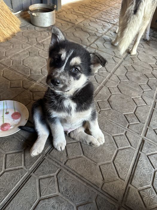 Отдам в добрые руки