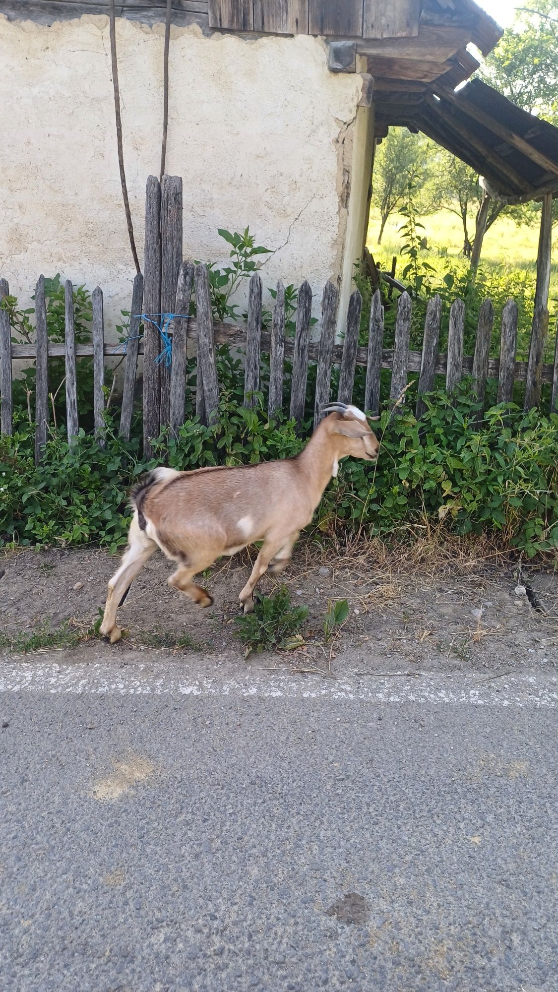 Vând capre bune de lapte