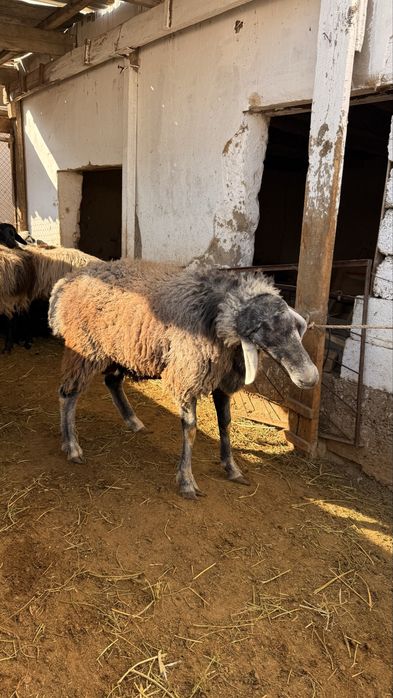 Қошқар қой овцы тоқты