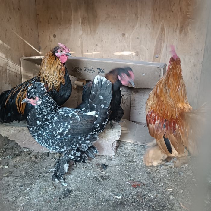 Япон тавук хурозлар сотилади