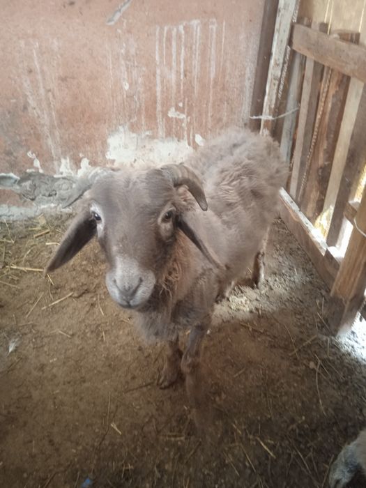 Кучкорча ва мода эчки сотилади