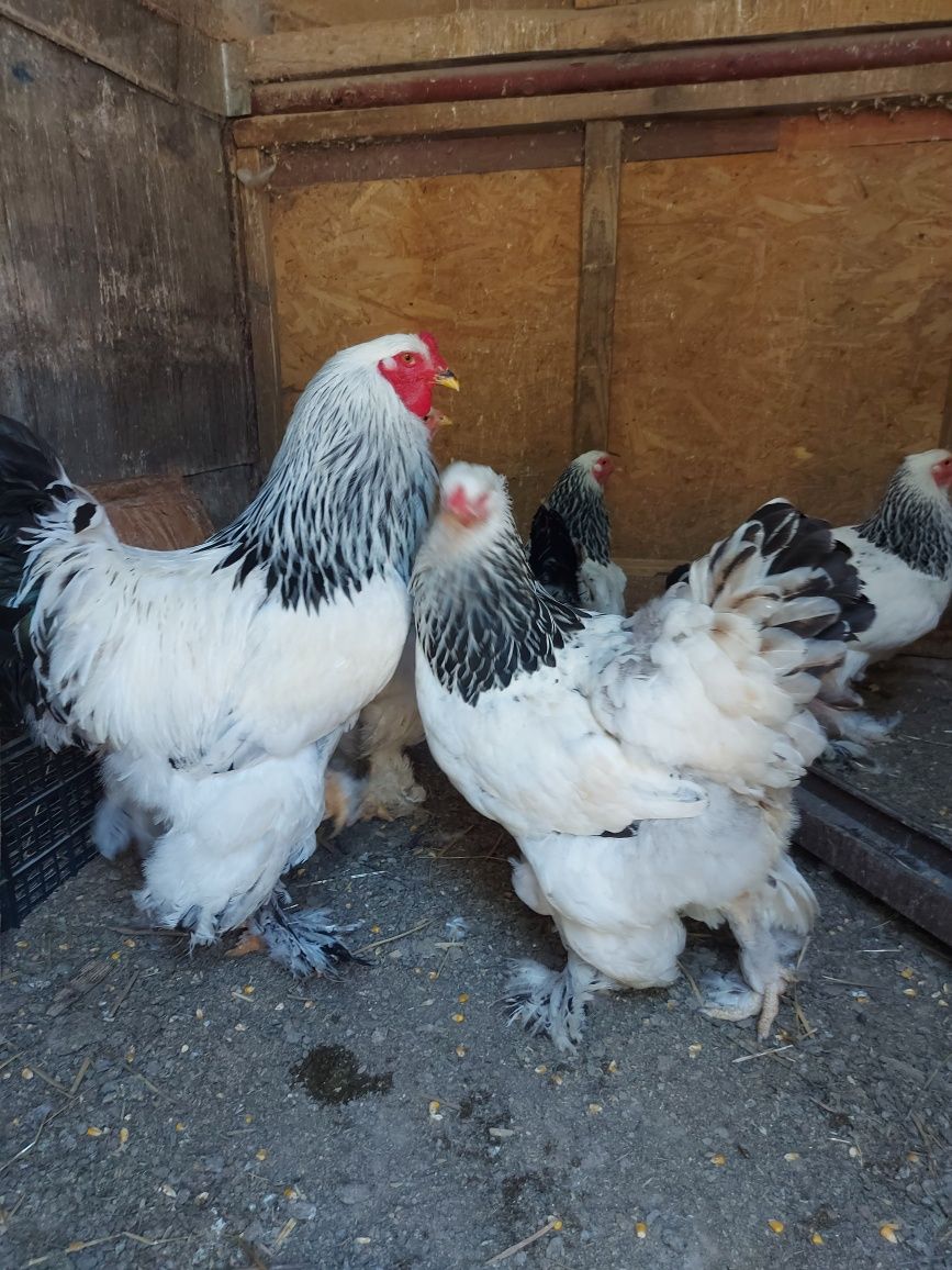 Gaini brahma herminat deschis