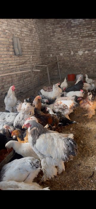 Товуклар сотилади