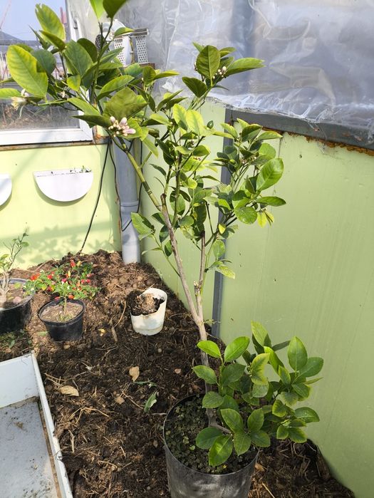 Лимонные деревца