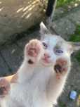 Pisicuțe adorabile și mama lor își caută o familie iubitoare