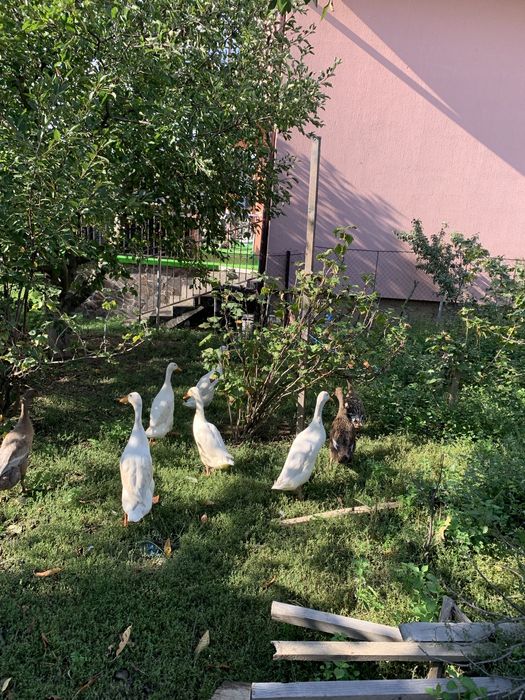 Pereche de rate alergatoare indiene mancatori de limacsi