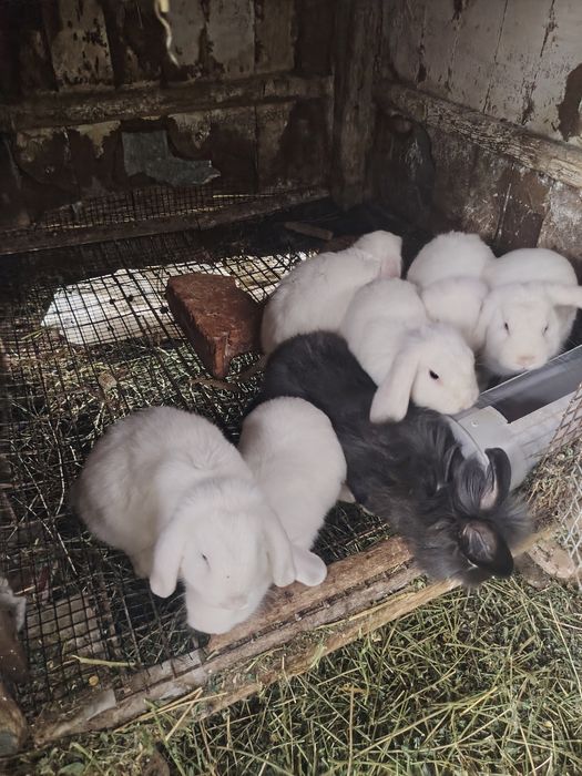 Vând iepurași berbec german pitic