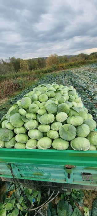 Varză de toamnă platā cu frunza subțire