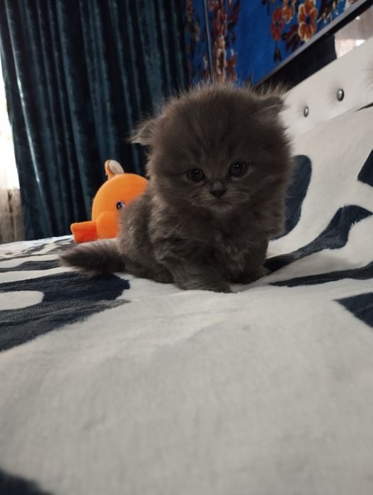 Продаю котят шатланские