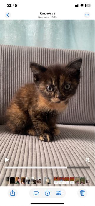 Отдам котят в добрые руки