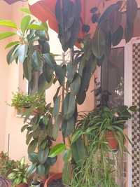 Vand Ficus peste 2 m