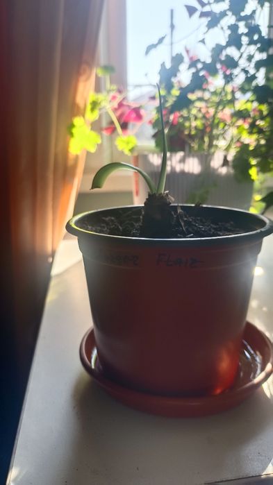 Продам Гиппеаструм