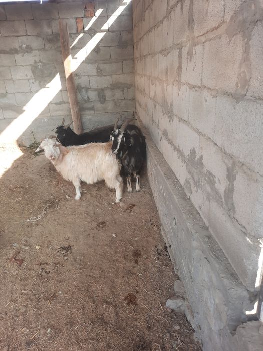 Буаз ешкілер сатылады