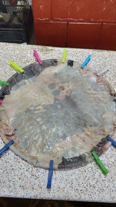 Vand dobe de sarbatori din piele de vitel