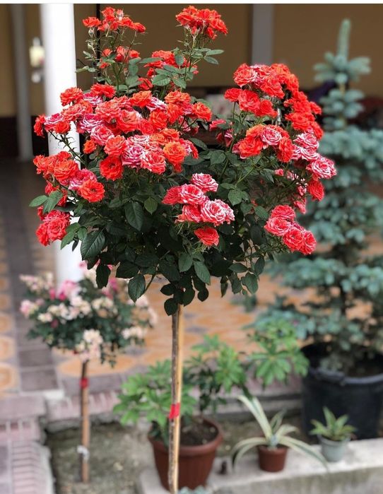 Декоративные розы