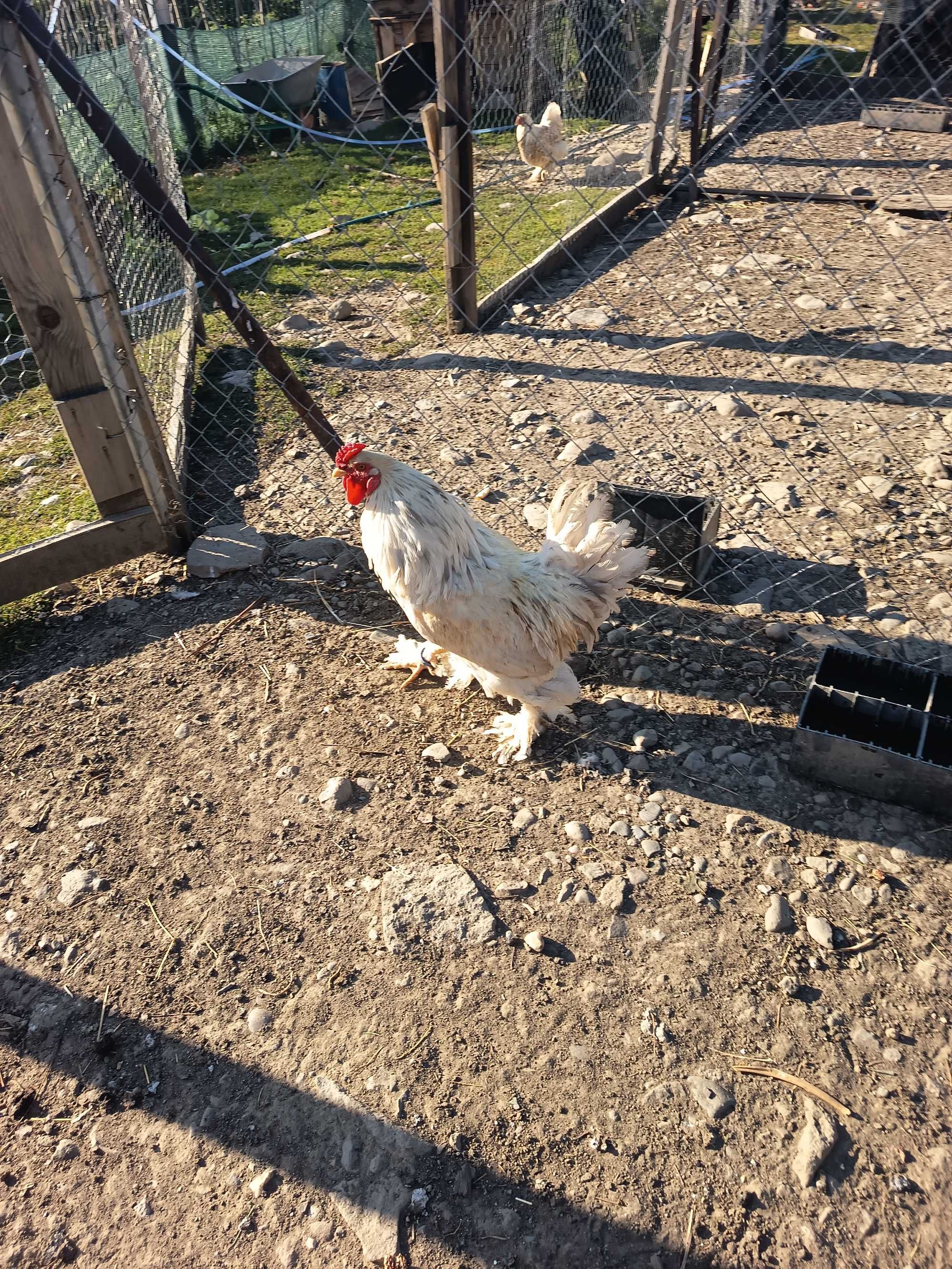 Cocoș branha lemon