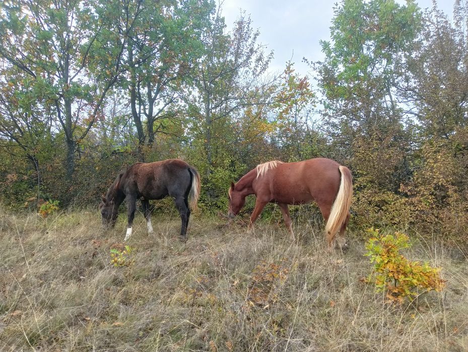 Продавам 3 женски Коня