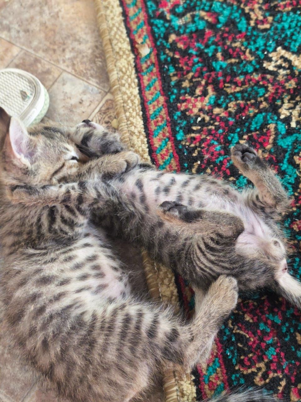 Котята бесплатно