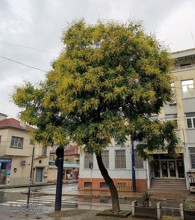Фиданки от китайски мехурник