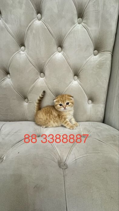 Продаётся чистокровный котята золотая шиншилла