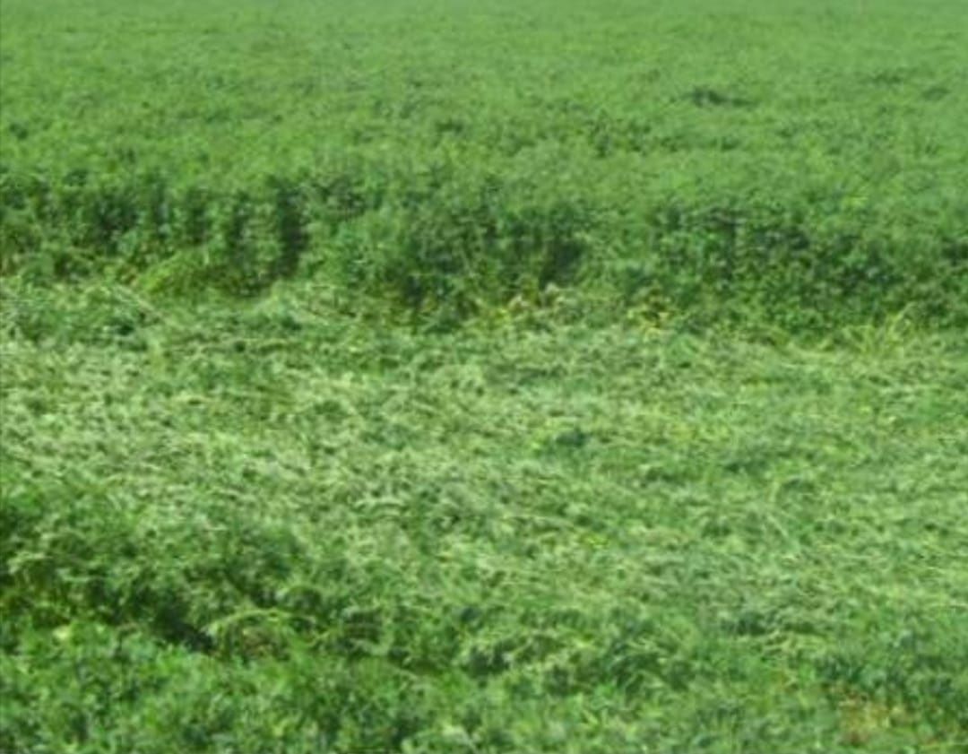Lucerna, anul trei de productie