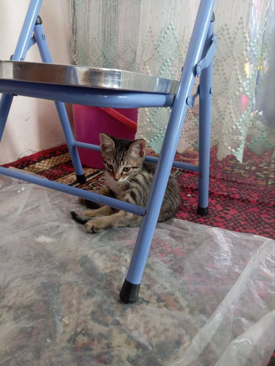Xadyaga mushukchalar