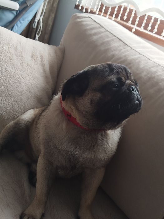 Мопс момче на 10 меца