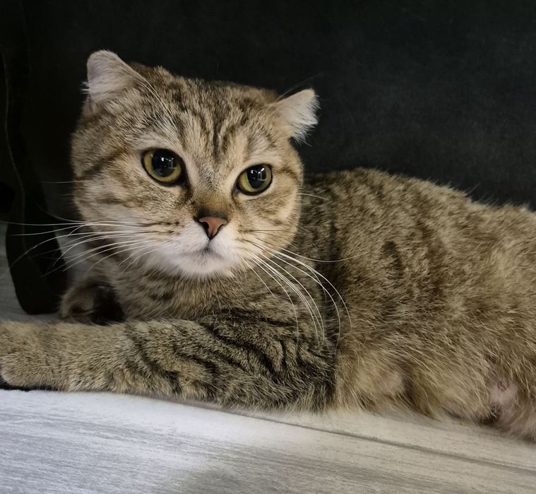 Шотландско клепоухо коте