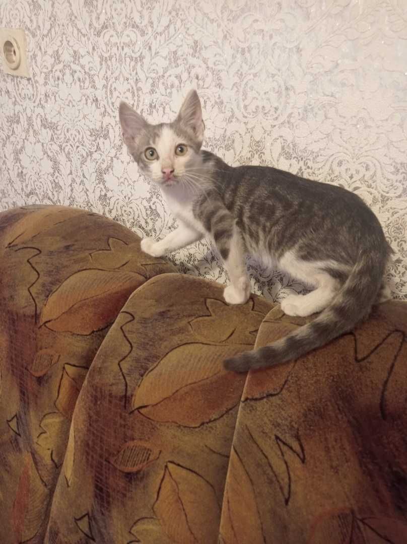 Подарявам Женско Коте