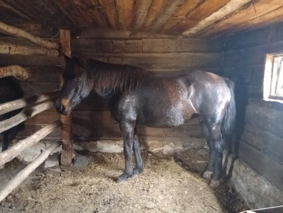 Продам лошадей на откорме недорого!