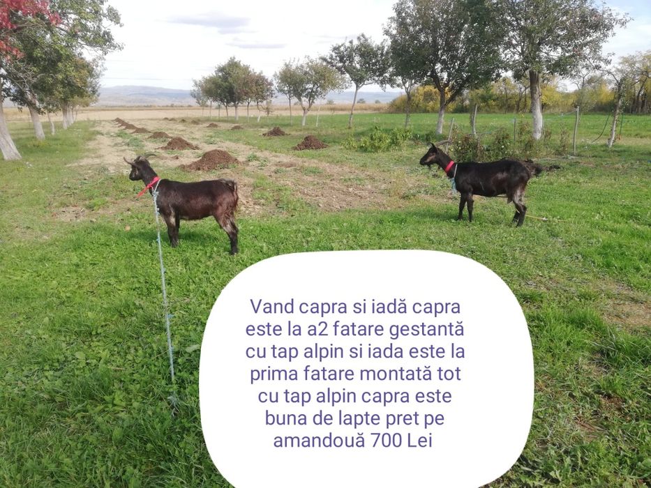 Vând 7 capre și un țap