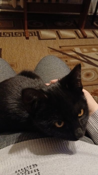 Отдам кошечку бесплатно