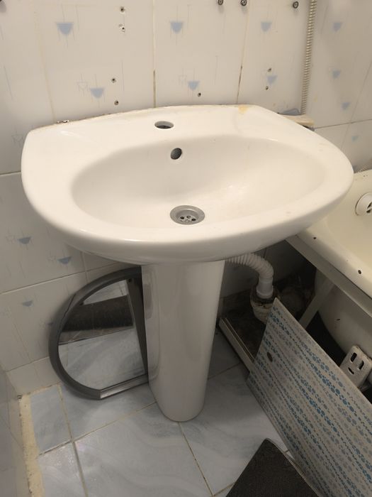 Раковина, тюльпан