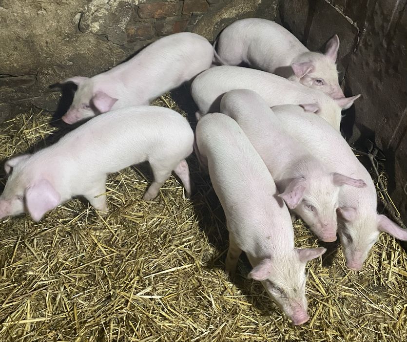 Продам поросят возраст 1месяц привитые.