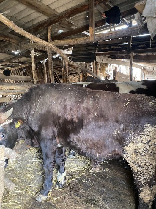 Продам 7 голов бычков