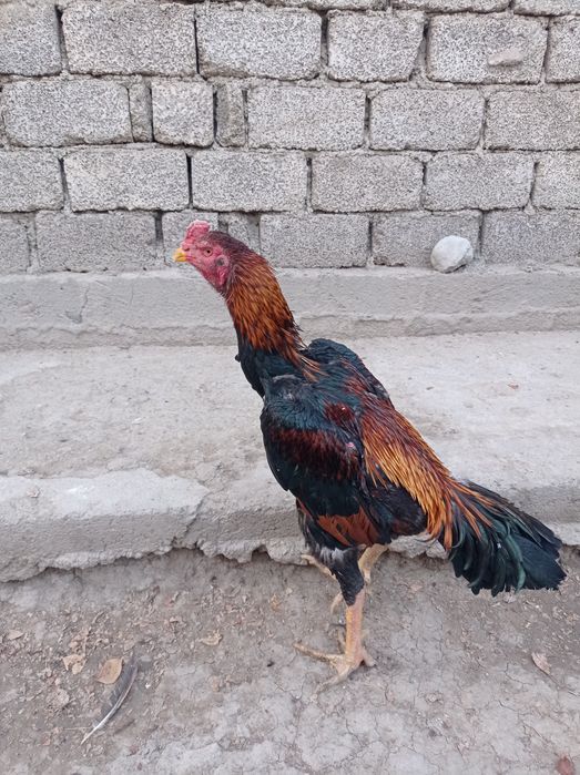 Dakan aprelski tulak