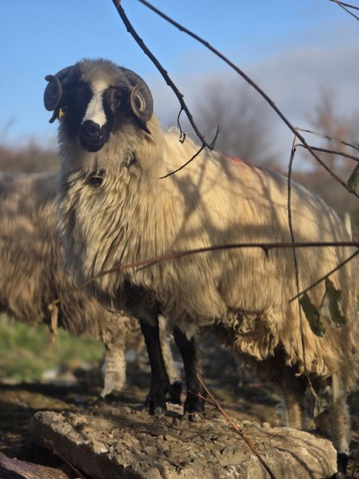 Berbecuti disponibili!