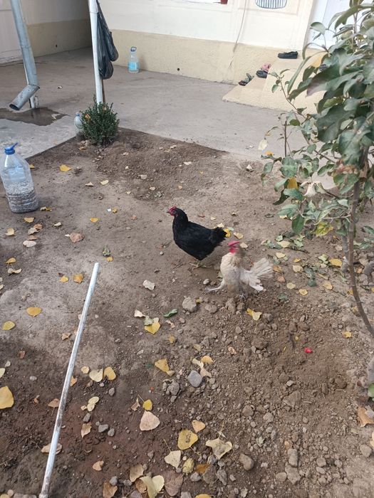 Qora Xashaki tovu sotiladi 100min so'm