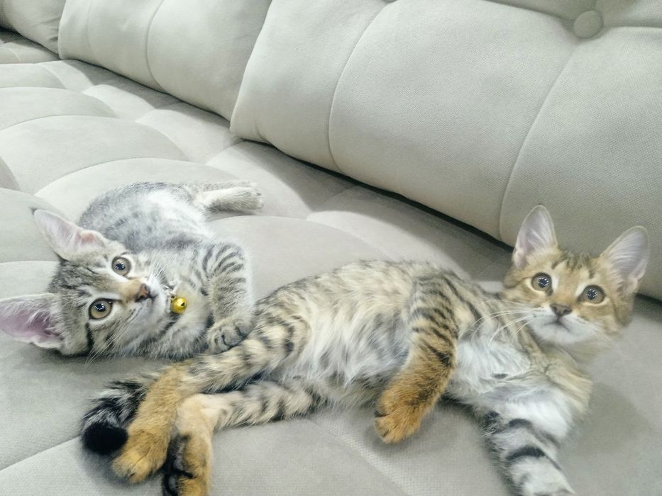 Отдадим в добрые руки котят