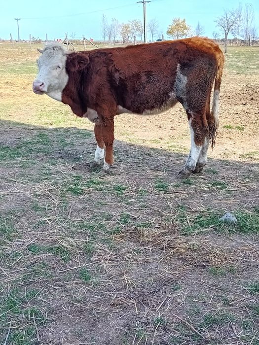 Vand vacă cu vițea și junincă