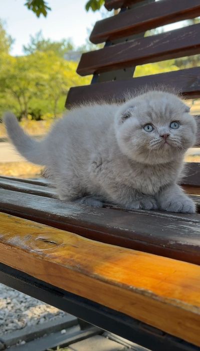 Scottish fold  de calitate.