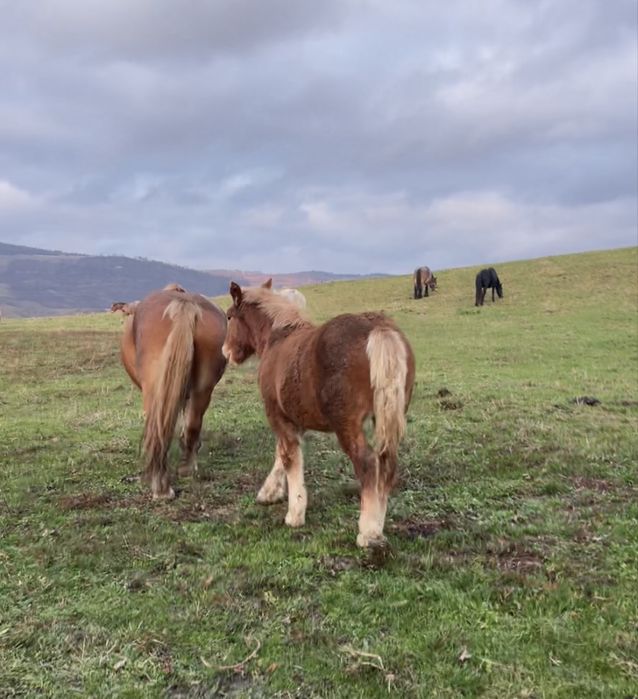 Vand manzi si manze din cai  grei