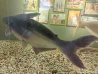 Пангасиус род лучепёрых рыб