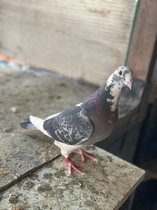 Porumbei voiajori matca si tineret
