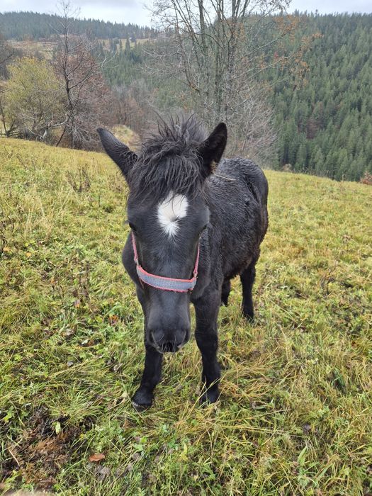 Vând doi mânji de 5-6 luni
