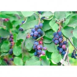 Afin siberan/Afin canadian/ Afin chandler. Livrare in toata tara