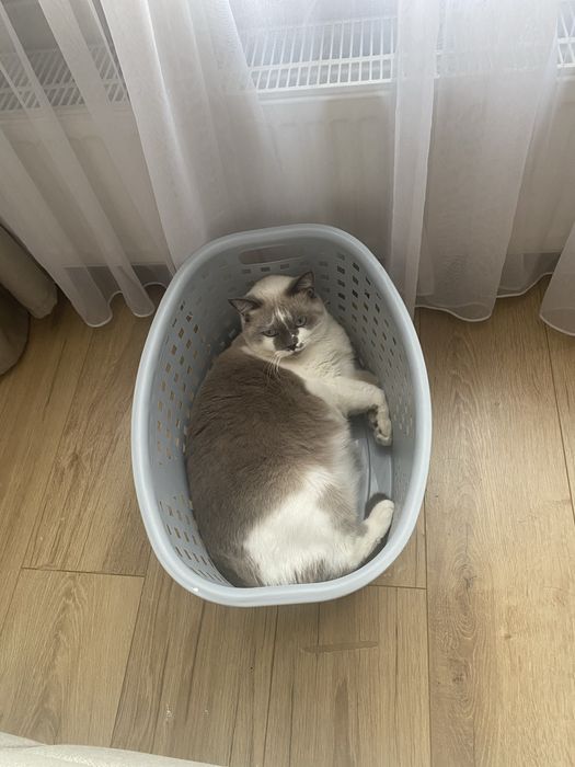 Отдам кошку в добрые надежные руки