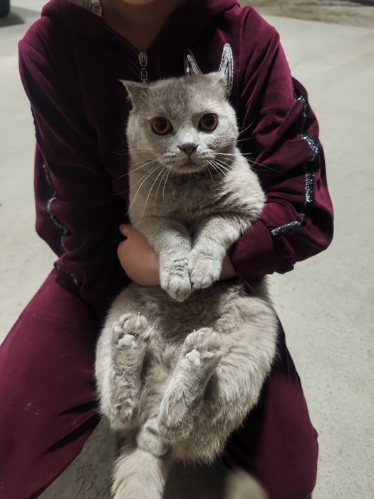 Продается кот мальчик