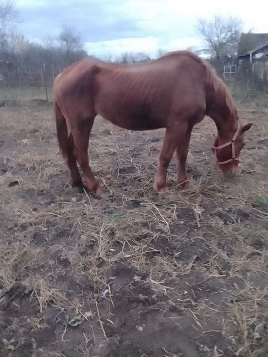 Vând o iapa mai batrană